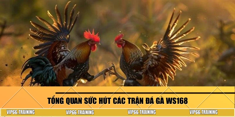 Tổng quan sức hút các trận đá gà WS168
